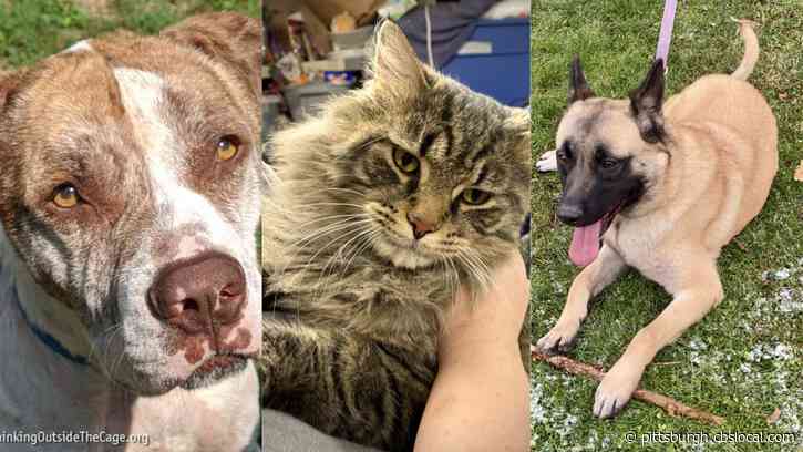 Furry Tails: Sam, Ziggy & Jekyll Are Waiting For Forever Homes