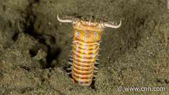 Fossil-hunters think they have found the lair of a giant, predatory, prehistoric worm