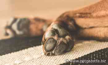 Demand for quality pet food on the rise, says European Freeze Dry - Pet Gazette