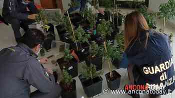L’intera casa era un laboratorio per produrre droga | VIDEO - AnconaToday