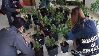 Guardia Finanza Fermo: arrestata 52enne per produzione, traffico e detenzione illecita di sostanze stupefacenti - picenotime