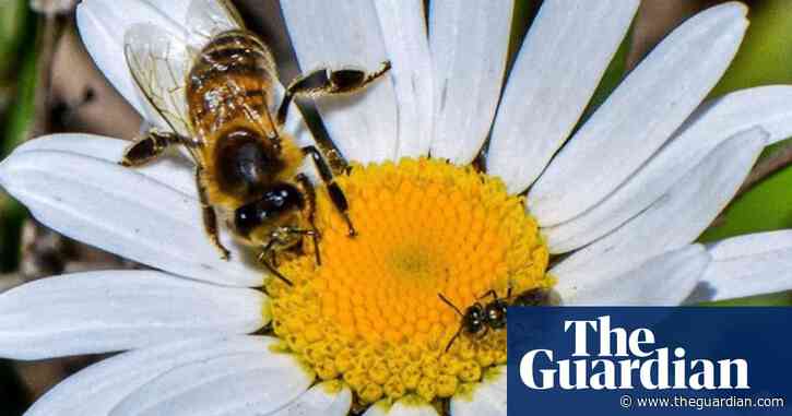Quarter of known bee species have not been recorded since 1990