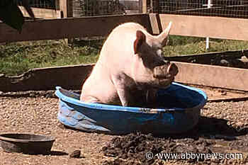 Mission potbellied-pig sanctuary mourns death of beloved old hog named Roscoe