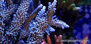 Weekly Arts Round Up, January 21, 2021 - Georgetowner