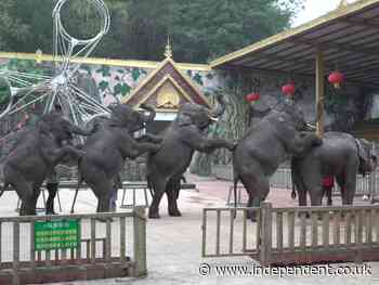 China and wildlife trade watchdog face legal challenge over ‘flagrant’ sales of chimps and elephants