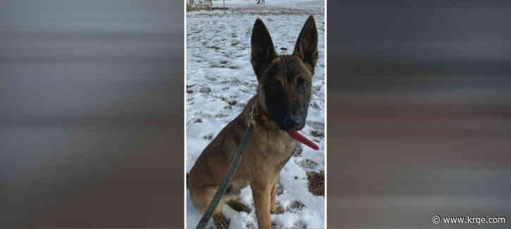 Chaves Co. welcomes new K9 unit