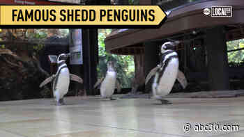Chicago's Shedd Penguins famous for their field trips