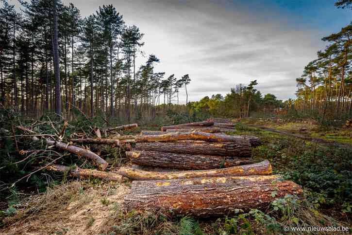 Omgekeerde wereld: Natuurpunt kapt bomen van twee voetbalvelden groot bos en kan geen garanties voor compensaties geven, buren en gemeente furieus