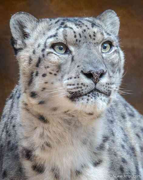 Albuquerque BioPark's 20-year-old snow leopard dies