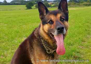 Police dog Sharkie dies four years into retirement