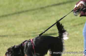 Veleno lungo la ciclabile di Clusone. Potenzialmente letale anche per i cani - Montagne & Paesi - Montagne & Paesi