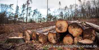 Mechernich: Bis zu drei Hektar Wald fallen Borkenkäfer zum Opfer - Kölnische Rundschau