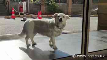 Loyal dog's six-day wait for poorly owner outside Turkish hospital