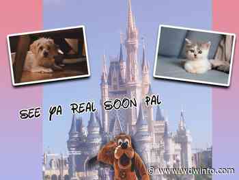 Leaving Bruno at Home When You Head to Disney - The DIS