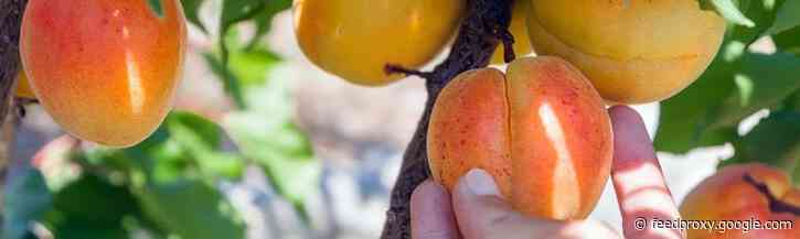 Pluk de vruchten van de piek in e-commerce [5 trends]