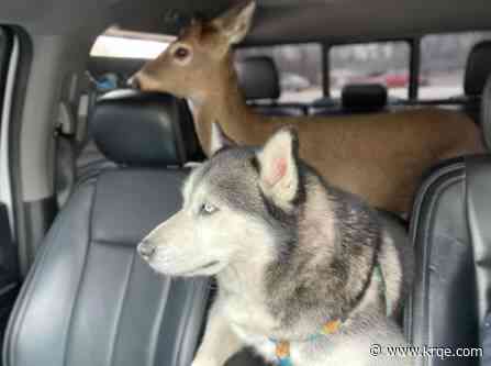 Pet deer known for bond with 2 husky dogs is seized by Indiana authorities