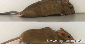 Incredible treatment allows paralyzed mice to walk again