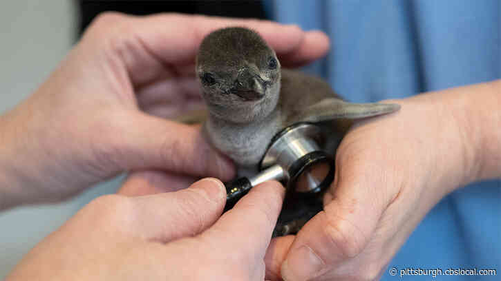 National Aviary Penguin Chick ‘Growing Rapidly’ Since Hatching