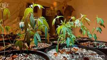 New California coronavirus rule extends expiration date on medical marijuana cards - Sacramento Bee