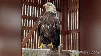 Dickerson Park Zoo releases bald eagle back into the wild after 'medical miracle' - KYTV
