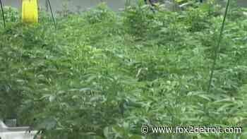 Shelby Township ordinances crack down on medical marijuana, moving them out of neighborhoods - FOX 2 Detroit