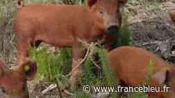 Le cochon roux , Ronan Franque à Ceret Le Roux bio - France Bleu