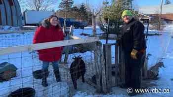 Unfarming: New P.E.I. farm sanctuary offers unwanted animals a home