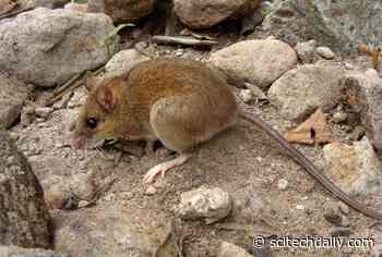 “Extinct” Pinatubo Volcano Mouse Rediscovered on Volcano That Erupted 30 Years Ago