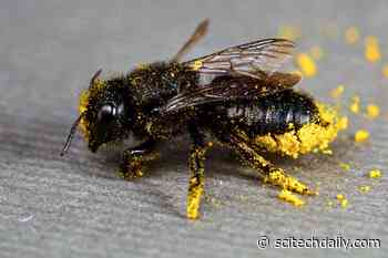 “Something Is Happening to the Bees” – 25% of Known Bee Species Haven’t Appeared in Public Records Since the 1990s