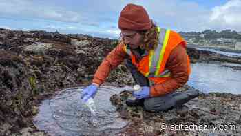 Stanford Researchers Develop an Innovative New Way to Predict Beach Water Quality