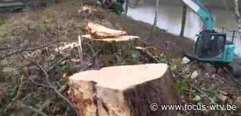 Minister belooft meer overleg na kaalkap in Beernem - Focus en WTV