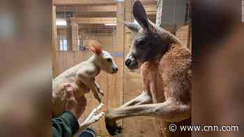 Extremely rare white kangaroo born at US zoo