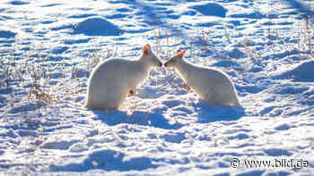 Neunkirchen - Schneeweißer Kuss im Zoo - BILD