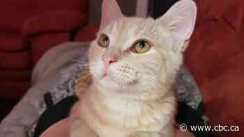 Winnipeg man wants answers from Air Canada after cat lost in Toronto airport - CBC.ca