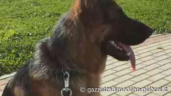 Bomporto. Lettera minatoria contro il cane che abbaia - La Gazzetta di Modena