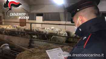 Modena, rubano gregge di pecore: denunciati - il Resto del Carlino