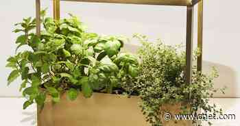 The best indoor garden for every type of gardener in 2021     - CNET