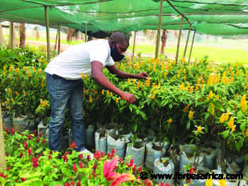 Rwandan Entrepreneur Who Is Reaping The Rewards With Booming Flower Business - Forbes Africa