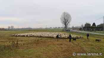 Lo sfalcio dell'erba? All'ex base militare è affidato al gregge di pecore - L'Arena