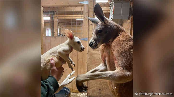 An Extremely Rare White Kangaroo Was Born At A New York Zoo
