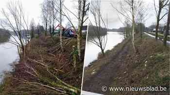 Gemeente kant zich tegen bijkomende bomenkap langs kanaal: “Geen sprake van onveilige situatie”