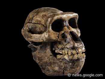 How many early human species existed on Earth? - Livescience.com
