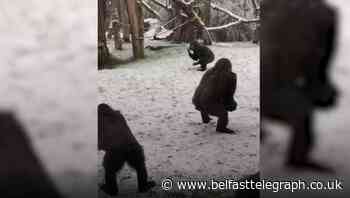 In Video: Animals enjoy the snow at London Zoo
