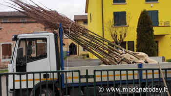 Soliera punta sul verde, piantumati 123 nuovi alberi - ModenaToday