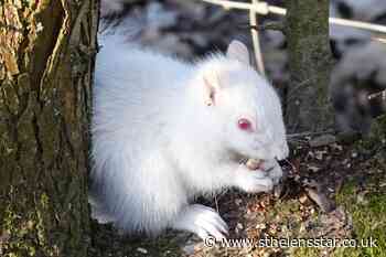 Albino squirrel spotted foraging in Sussex - St Helens Star