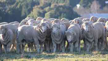 Mock disease outbreak reveals wool industry shortcomings
