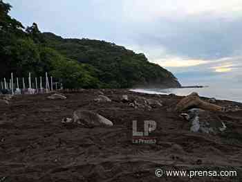 Inusual arribo de tortugas lora en playa La Marinera de Los Santos - La Prensa Panamá