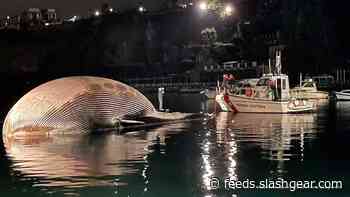 Gigantic dead finback whale discovered the Mediterranean