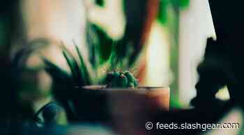Houseplants may offer major mental health benefits during pandemic