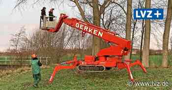 Rote Riesenspinne bei Baumschnitt in Schmorkau bei Oschatz im Einsatz - Leipziger Volkszeitung